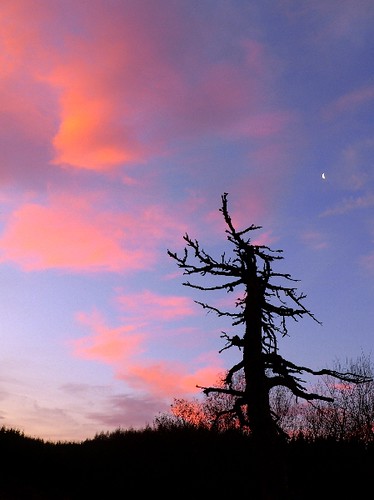 old tree sunrise