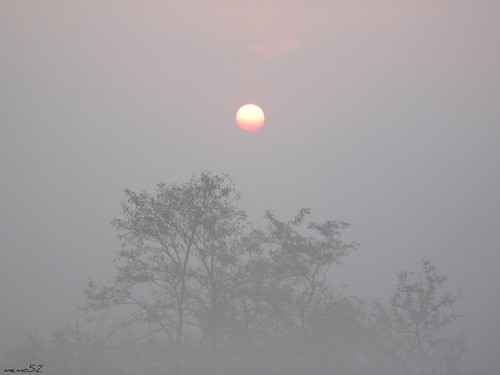sunset fog sunrise automne dawn nebel alba herbst sole nebbia piante autunno niebla brouillard madrugada brume aube foschia morgenstunde nebbiolina tagesanbruch morgenrote