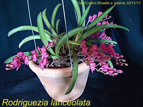 ORQUÍDEAS FLORES PERFEITAS: Rodriguezia lanceolata