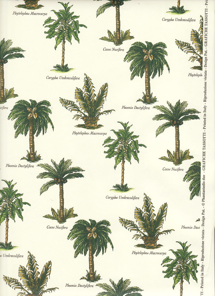 all-sizes-palm-tree-varieties-flickr-photo-sharing