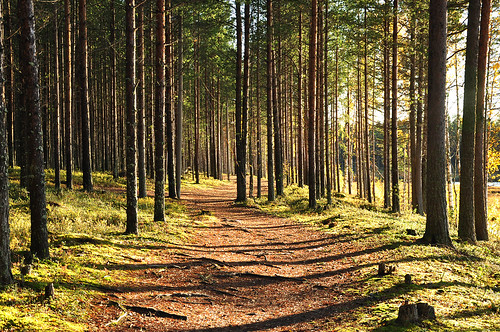 autumn fall forest sweden path skog stig höst luleå norrbotten nikond90 bergnäset höträsket nikkorafsdx18105mmf3556gedvr 47thforestfinestcontest