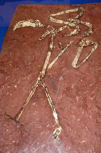 birds museum mexico fossil nikon flamingo puebla d90 tepexi tlayua piedevaca