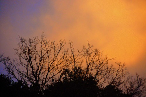 sunset clouds tallinn estonia branches nõmme männiku