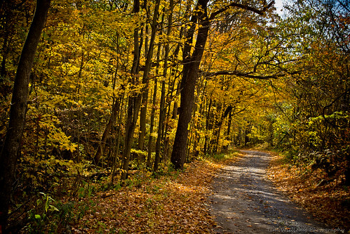 road tree fall leaves country gravel