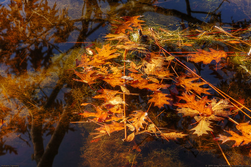lake art fall nature leaves reflections pond oak maine newengland oaktree tapestry fallseason autumnautumnleaves