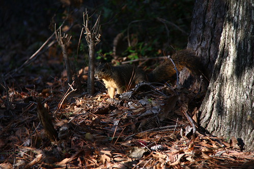 autumn trees fall leaves woods squirrel tx nacogdoches stephenfaustinuniversity pineywoodsnativeplantcenter