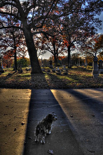 sunset cemeteries pets dogs wisconsin nikon milwaukee mutts hdr d90 foresthomecemetery