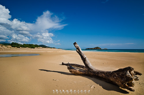 sardegna longexposure tree beach sand chia trunk tronco spiaggia sardinya domusdemaria sugiudeu riccardodeiana