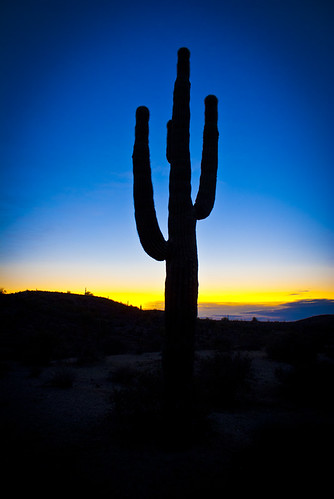 sunset arizona cactus colors landscape pretty sony a200 hollingsworth talldesert