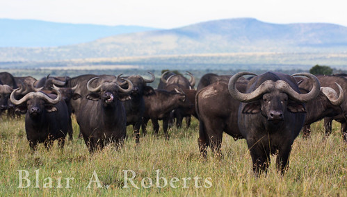 africa nature animal canon buffalo kenya wildlife ungulate animalplanet synceruscaffer olpejetaconservancy