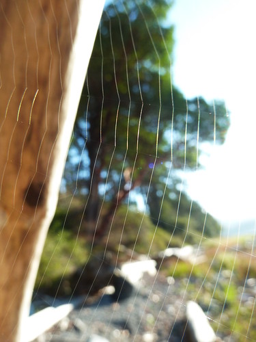 light sun spider web bc2011