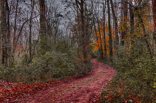 color fall leaves woods