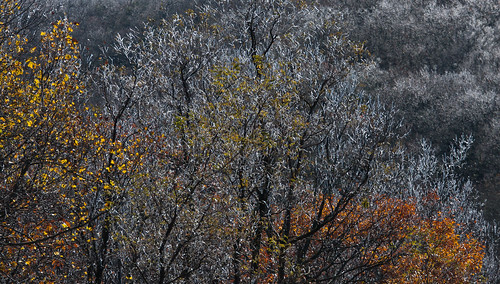 trees fall ice nature canon georgia landscape josh appalachianmountains chattahoocheenationalforest