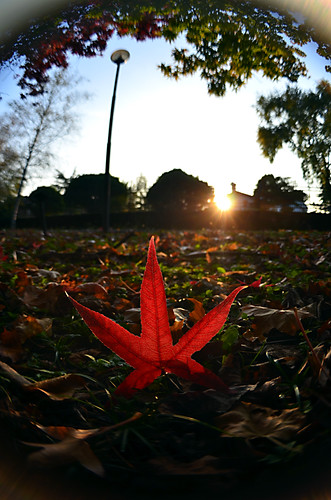 autumn sunset red italy distortion fall lensbaby leaf italia tramonto colours fisheye foglia autunno rosso colori redleaf veneto portogruaro distorsione fogliarossa nikond7000 lensbabyscout
