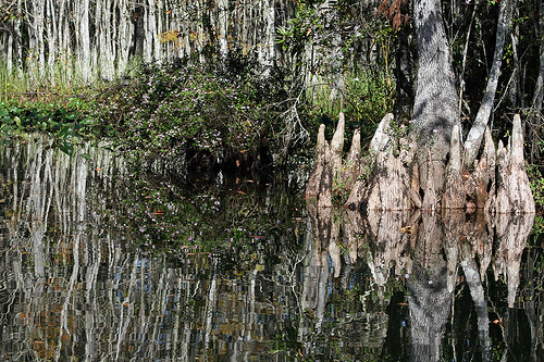 november trees usa reflection tree nature water canon reflections river us florida web creation rivers northamerica fl fla levy allrightsreserved copyrighted 2011 suwanneeriver canoneos30d michellepearson websized levycounty lowersuwanneenationalwildliferefuge img022 110911 mickip mickip65 lsnwr 11092011 20111109 nov092011