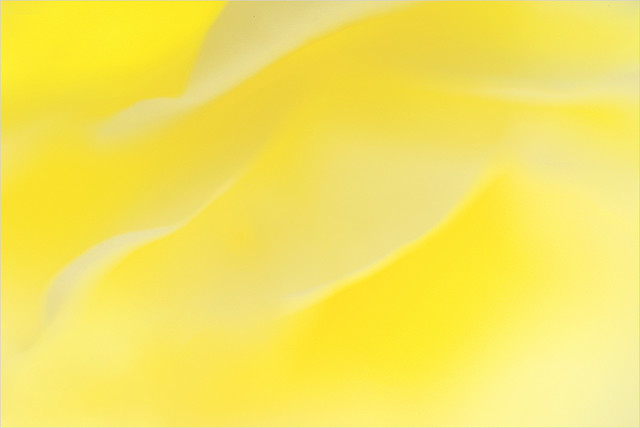 Yellow_Rose_Macro - Yellow_Flower - IMGP8751