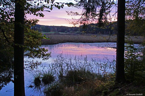 autumn light cloud lake reflection tree forest sunrise dawn see licht purple herbst rosa wolke lila aurora wald sonnenaufgang spiegelung baum schilf violett morgenrot dorenawm