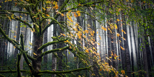 railroad autumn trees fall nature leaves oregon landscape or traintracks pacificcoast highway20 eddyville purviance 44654424123791139