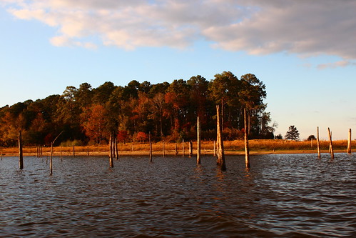 lake landscape texas tx stumps