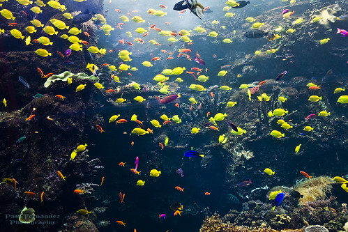 atlanta georgia aquarium pacific indianocean tropicalfish indopacific tropicaldiver fishtropical oceangeorgia