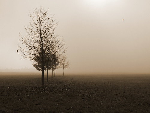 trees tree field fog landscape geotagged sunday geo:lat=50133846 geo:lon=14502622 tomasfotografcz