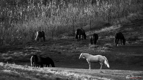 horses blackandwhite horse white field grass minnesota animals sunrise corn nikon alone different farm country farming pasture solo crops prairie mn stallion outcast