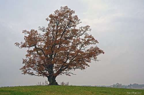 autumn tree norway norge oak nikon 28105mmf3545d hdr eik 2011 eika ås d700