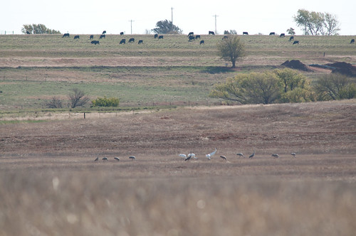 county oklahoma birds wildlife salt national plains migration refuge alfalfa