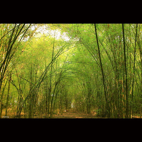 lighting light tree green nature forest landscape asia natural bamboo vietnam thala supershot tâyninh vietnameselandscape bestcapturesaoi doubleniceshot tripleniceshot elitegalleryaoi