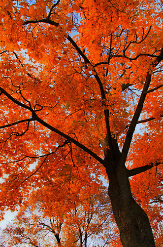 life trees color tree canon landscape maple woods colorful auburn foliage falltrees 2011 autumntree auburnny lastcolor