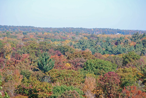 autumn trees fall leaves october michigan muskegon m82 2011 newaygo highrollaway