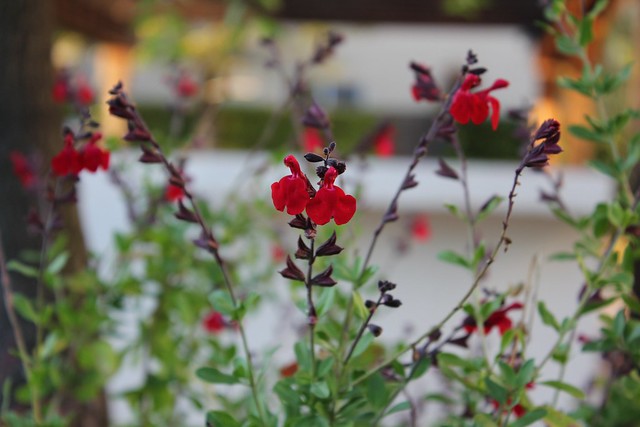 Salvia flowers
