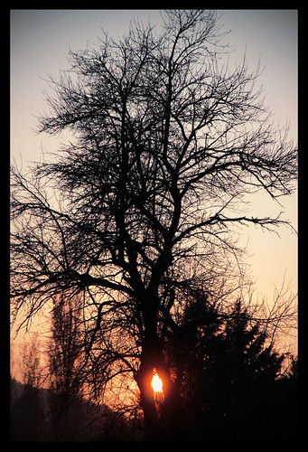 autumn sunset sun tree vignetting