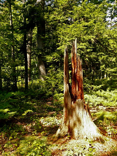 statepark park trees nature sunshine forest woods michigan panasonic trail pines stump trunk michiganparks campground interlochen fz18 scenicsnotjustlandscapes jimflix
