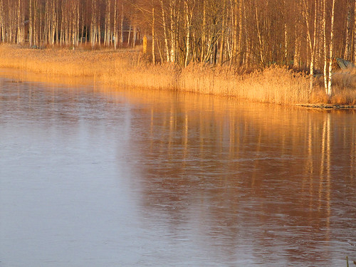 november trees lake reflection ice suomi finland reeds oulu kaislat heijastus naturesfinest puut kuivasjärvi marraskuu jäät