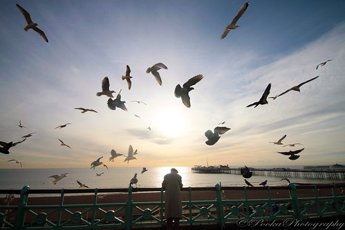 sunset birds photoshop pier brighton gulls seafront 365pookaphotography