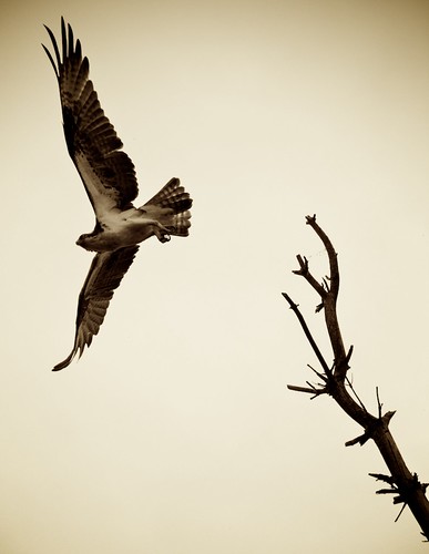 lake ontario canada bird nature nikon wildlife flight osprey nipissing d80 highqualityanimals