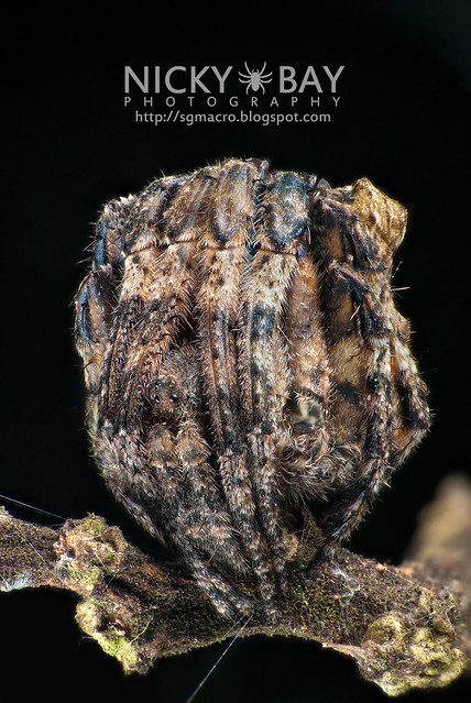 Tree Stump Orb Weaver (Poltys sp.) - DSC_5142b