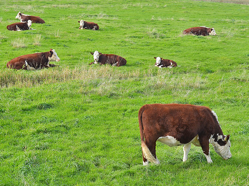 field cow mark eng græs køer marbæk linneberg atempodk