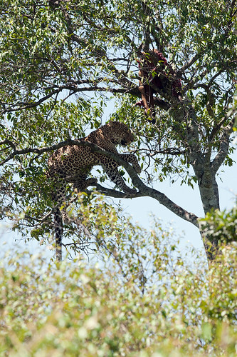 eos kenya leopard mk masaimara goldwildlife naturesgreenpeace mothernaturesgreenearth amazingwildlifephotography macswildpixels