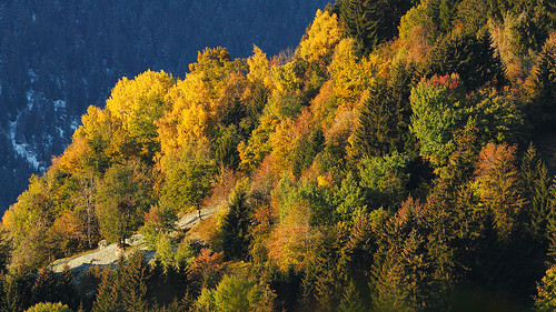 trees light mountains alps nature forest canon landscape schweiz switzerland colours suisse autumncolours svizzera falera graubünden grisons eos7d stefsan ©stefansandmeier
