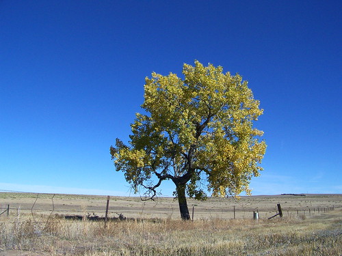 tree grass landscape colorado short prairie greatplains