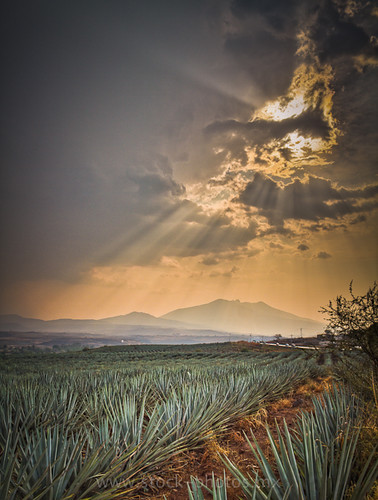 tequila agave maguey penca cerrodetequila