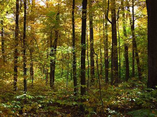 autumn trees color fall leaves canon powershot s100 wesselmanwoods