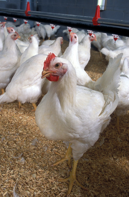 Poultry Classes Blog photo