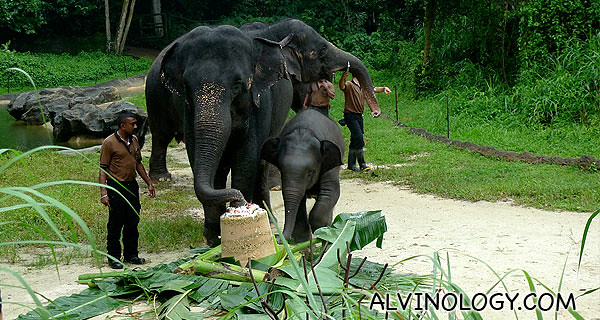 Nila and his mother, charging to stomp on the birthday cake