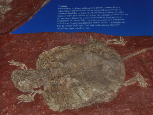 museum mexico fossil nikon turtle puebla d90 tepexi tlayua piedevaca