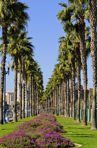 california flowers trees palms nikon sandiego landscaping d70s palmtrees nikkor flowerbeds nikkorlens horwath urbanlandscaping rayhorwath nikkor24mm120mmlens