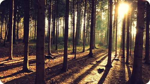 trees light dog love sunshine forest sunrise switzerland shadows shine