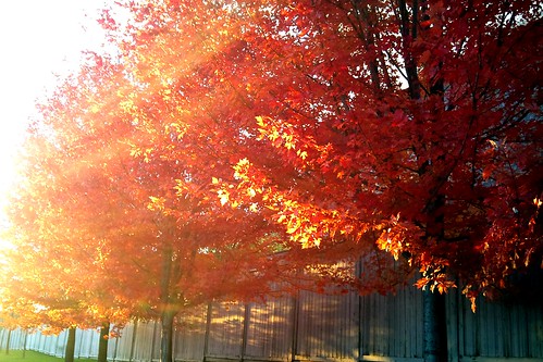 autumn trees sunset red orange ontario canada color colour tree fall colors lens colours gimp lensflare flare mississauga dsc5078edit